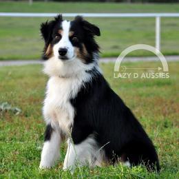 Aussiedoodles and Miniature Australian Shepherds from ETX Lazy D Aussies & Doodles