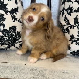 Green collar - Dapple male Dachshund puppy in Cherry Valley, California from Sugar and Spice Dachshunds