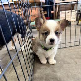 Lovey - Sable female Pembroke Welsh Corgi puppy in Millsap, Texas from Punchy Pembroke Ranch