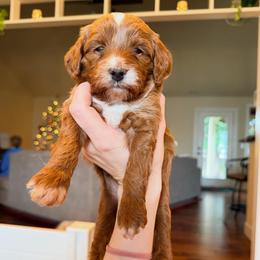 Strawberry - Red  female Goldendoodle puppy in Olympia, Washington from Salt and Sage Doodles