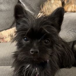 Maleficent - Yorkshire Terrier