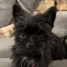 Maleficent - Yorkshire Terrier