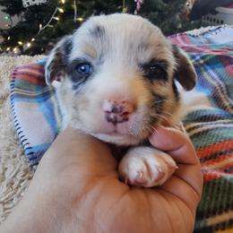 AKC - Quad Clear Merle - Boy 1 One Blue Eye - Blue merle and white male Cardigan Welsh Corgi puppy in Tombstone, Arizona from WeVolution Off-Grid