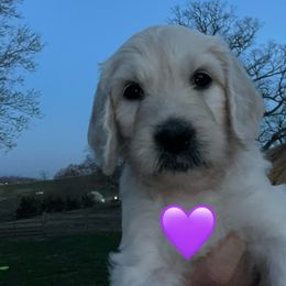 Bernedoodle and Goldendoodle Puppies from White Oak