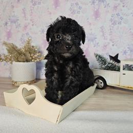 Buzz Toy - Black male Poodle puppy in Doerun, Georgia from Twig & Tail Puppies
