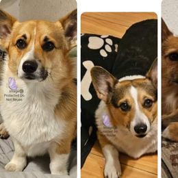 Companion Crosses and Pembroke Welsh Corgis from Cutest Corgi's of Austin