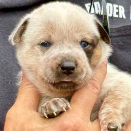 Girl 3 - Red speckled female Australian Cattle Dog puppy in Morton, Mississippi from Heart K Kennels