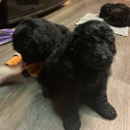 Binx - Black Poodle puppy in Onalaska, Washington from Dusty Rose Standard Poodles