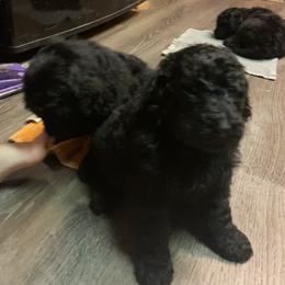 Binx - Black Poodle puppy in Onalaska, Washington from Dusty Rose Standard Poodles