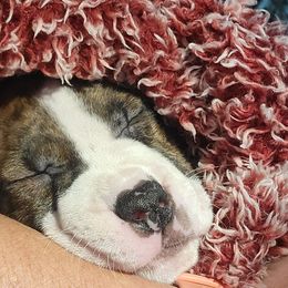 American Staffordshire Terrier Puppies from Kayo Kennel