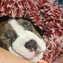 American Staffordshire Terrier Puppies from Kayo Kennel