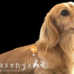 Jazzi - Dachshund