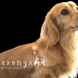 Jazzi - Dachshund