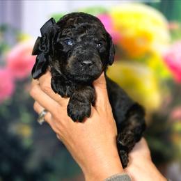 Thriller - Sable male Poodle puppy in Springfield, Oregon from Valaurah Farms