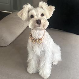 Gigi - Miniature Schnauzer