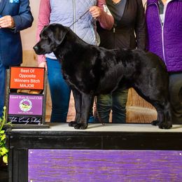 Rizzo - Labrador Retriever