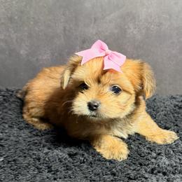 Honey - Gold female Shorkie puppy in Ocala, Florida from Yorkie  And Shih Tzu Love