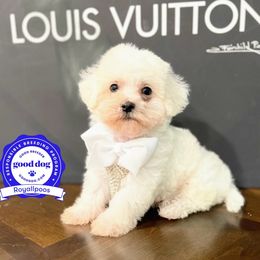 C E O - Cream Maltipoo puppy in San Francisco, California from Royallpoos