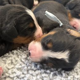 Girl 1 - Tri-color female Bernese Mountain Dog puppy in Gardner, Kansas from Faith and Family Farm