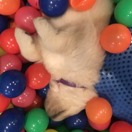 Golden Retriever and Nederlandse Kooikerhondje Puppies from Morning Sky Goldens