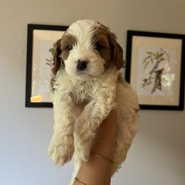 Cavapoo Puppies from Campbell Cavapoos