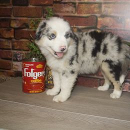 Dalary - Miniature Australian Shepherd puppy in Berryville, Arkansas from 2Lazy2P Mini Aussies