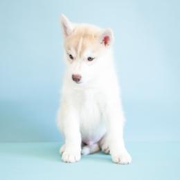 Chisolm - Red and white male Siberian Husky puppy in Meadow Vista, California from Thistle Hill Siberians