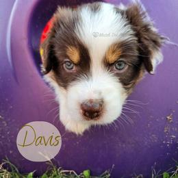 Davis - The Trailblazer - Red tri-color female Australian Shepherd puppy in Pittsville, Wisconsin from Match Dot Pup