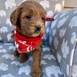 Red Girl - Red  female Goldendoodle puppy in Greeley, Colorado from Millie Billie Doodles