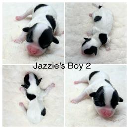 Boy 2 - Black and white male Havanese puppy in Elkins, Arkansas from Havana Knights Havanese