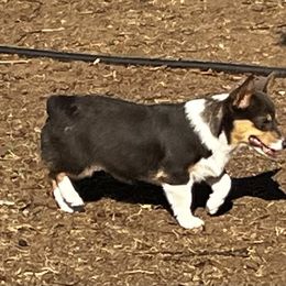 Bitsy - Pembroke Welsh Corgi