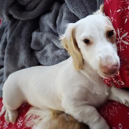 Rocket - Dachshund