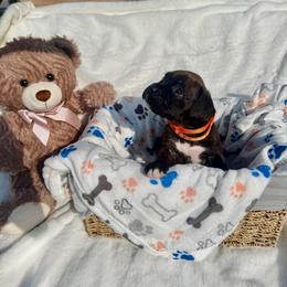 Tucker - Brindle male Boxer puppy in Garland, North Carolina from Magen's Boxers