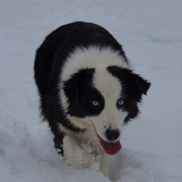 Marge - Australian Shepherd