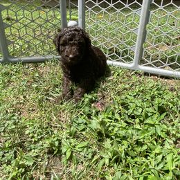 Labradoodle Puppies from Molly’s Doodles