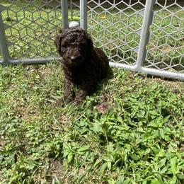Labradoodle Puppies from Molly’s Doodles