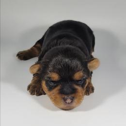 Yellow collar girl - Black and tan female Yorkshire Terrier puppy in Jacksonville, Florida from Yorkieology