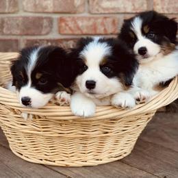 Australian Shepherd Puppies from Timber Run Aussies