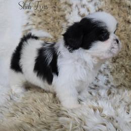 Girl 1 - Black and white female Shih Tzu puppy in Enid, Oklahoma from Precious Heirloom Shih Tzus