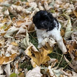 Oogie Boogie - Maltipoo puppy in Allentown, Pennsylvania from Maltipoos by Poodles Are Mixy