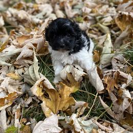 Oogie Boogie - Maltipoo puppy in Allentown, Pennsylvania from Maltipoos by Poodles Are Mixy
