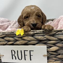 Meli's Yellow Male - Apricot male Goldendoodle puppy in Great Falls, Montana from Montana Goldendoodles