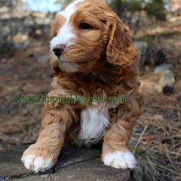 Goldendoodle Puppies from Zippity Doodles