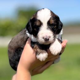 Stripes - Sable male Bernedoodle puppy in Kansas City, Missouri from Beary GoldenDoodles