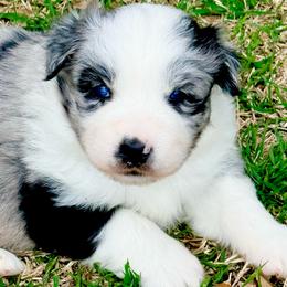 Athena - Blue merle female Australian Shepherd puppy in Mineral Wells, Texas from A6 Australian Shepards