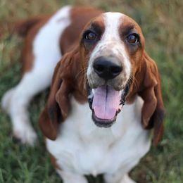Basset Hounds from T&V Howlin Hounds and Corgis