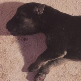 Boy 3 - Black and tan male German Shepherd puppy in Lake George, Colorado from High Country German Shepherds