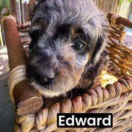 Beast - Blue merle male Aussiedoodle puppy in Bakersfield, California from Annie's Aussies