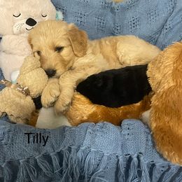 Goldendoodle and Poodle Puppies from Milley’s Poodles and Doodles