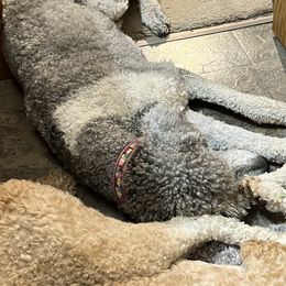 Poodles from Reeck’s Standard Poodles